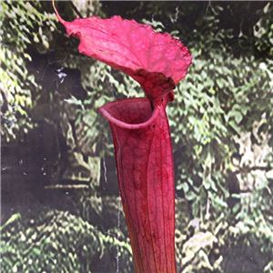 Sarracenia Hybrid H 382 Leucophylla - Red & White X Flava Var. Atropurpurea